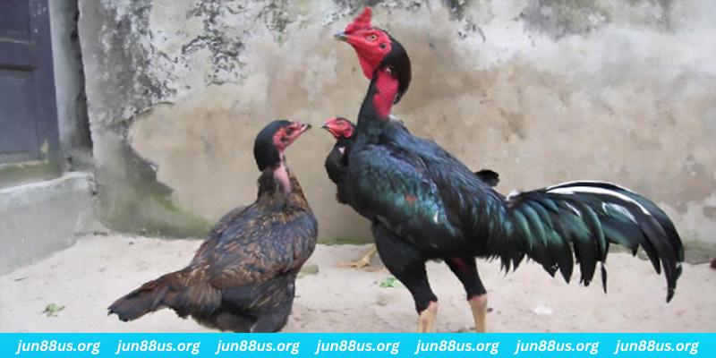 iwinclub casino hồ tràm có cho người việt vào không